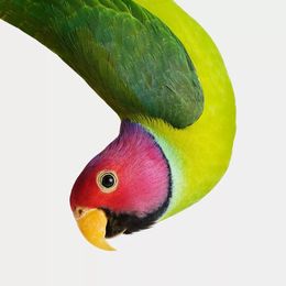 Photographie, Plum-Headed Parakeet (M), Randal Ford