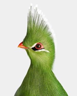 Photographie, Livingstone’s Turaco (M), Randal Ford