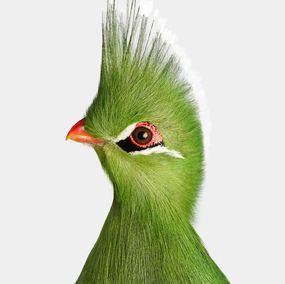 Photography, Livingstone’s Turaco (M), Randal Ford