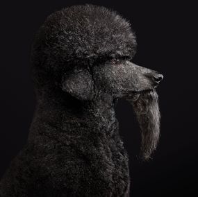 Photography, CeeLo No. 2 (M), Randal Ford