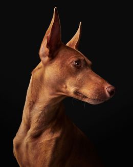 Photographie, Dante (S), Randal Ford