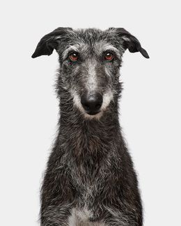 Photographie, Dixie (M), Randal Ford