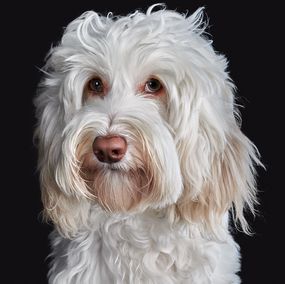 Photographie, Lila (M), Randal Ford