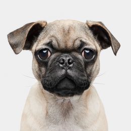 Photographie, Piggy (S), Randal Ford