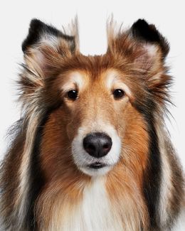 Photographie, Reveille IX (S), Randal Ford