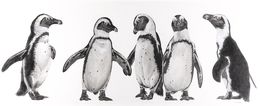 Fine Art Drawings, Manchots du Cap, François Gruson
