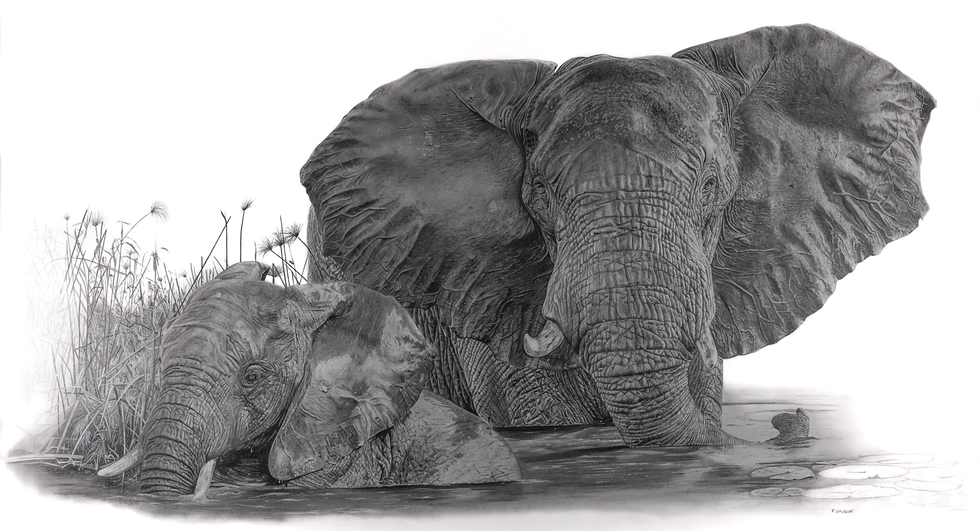 François Gruson, Eléphants François Gruson, Eléphants