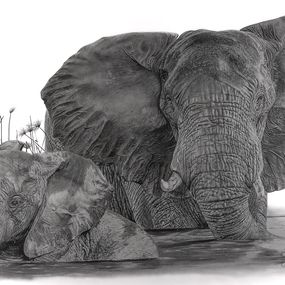 Zeichnungen, Eléphants, François Gruson