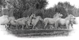 Zeichnungen, Chevaux de Camargue, François Gruson