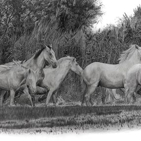 Zeichnungen, Chevaux de Camargue, François Gruson