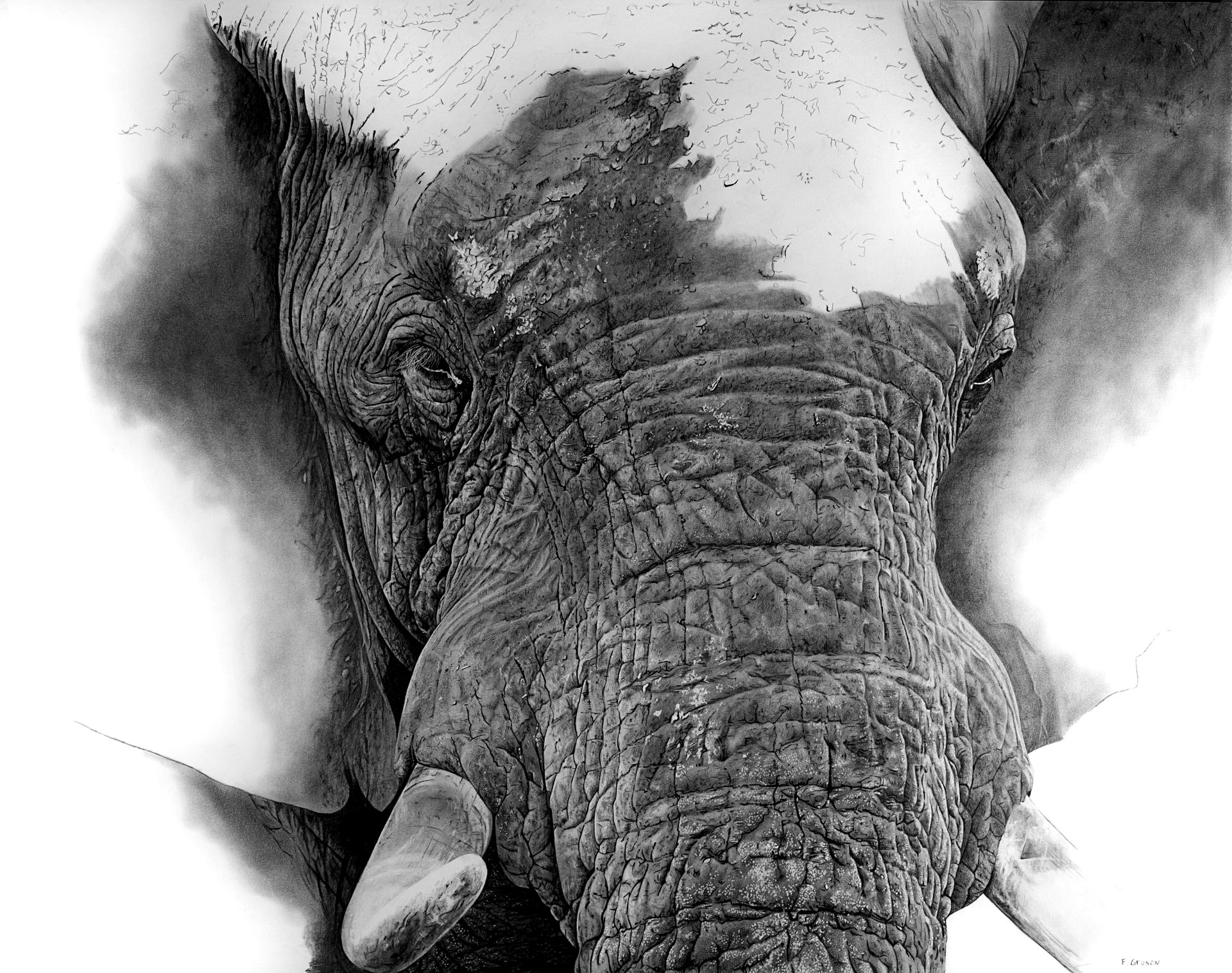 François Gruson, Tète d'éléphant François Gruson, Tète d'éléphant
