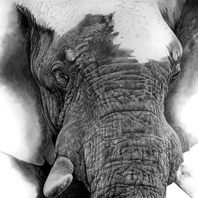 Fine Art Drawings, Tète d'éléphant, François Gruson