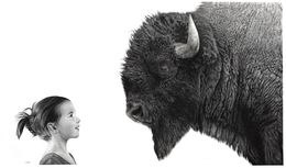Zeichnungen, Bison, François Gruson
