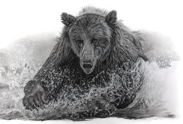 Zeichnungen, Ours, François Gruson