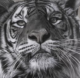 Zeichnungen, Tigre, François Gruson