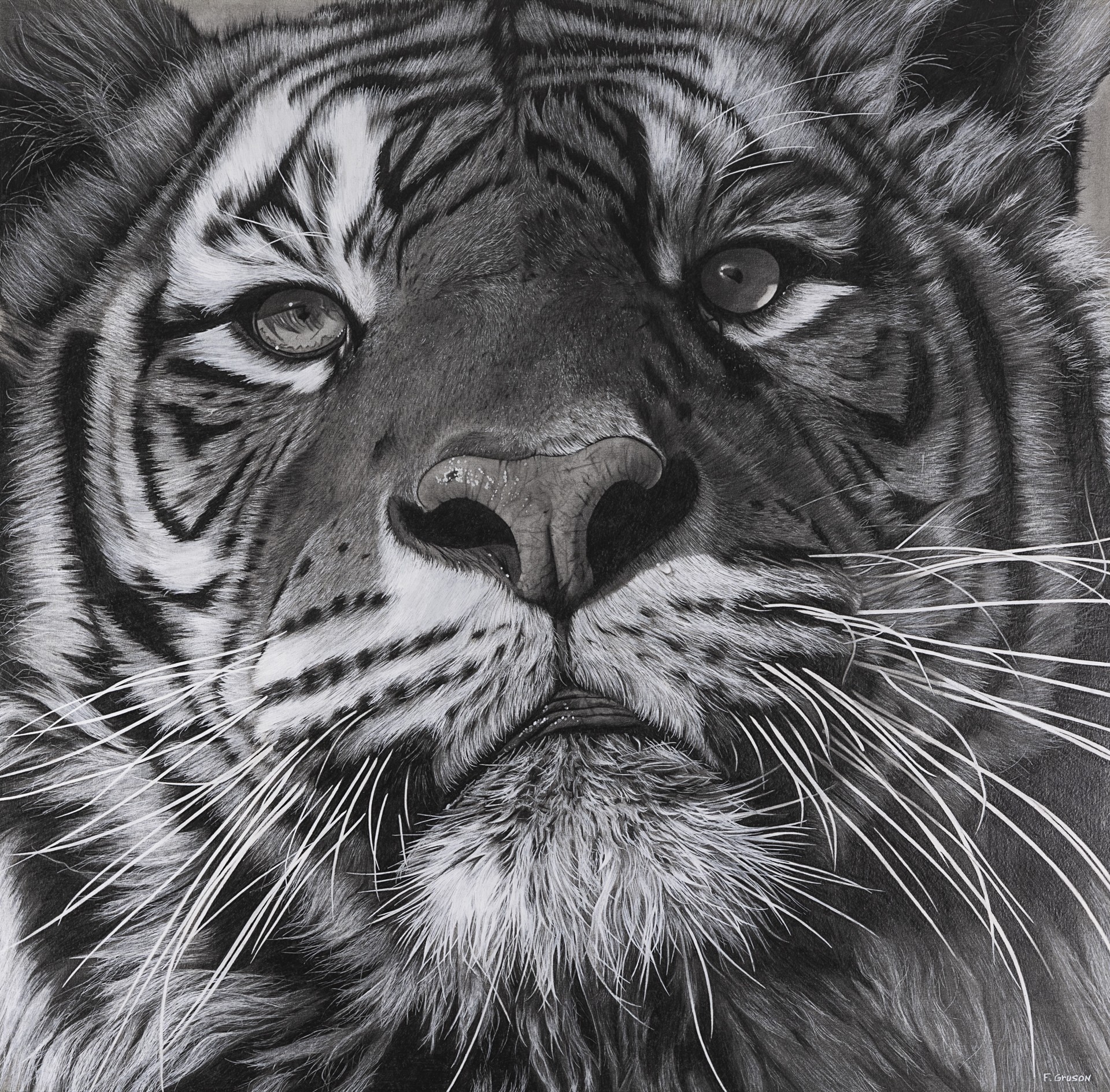 François Gruson, Tigre François Gruson, Tigre