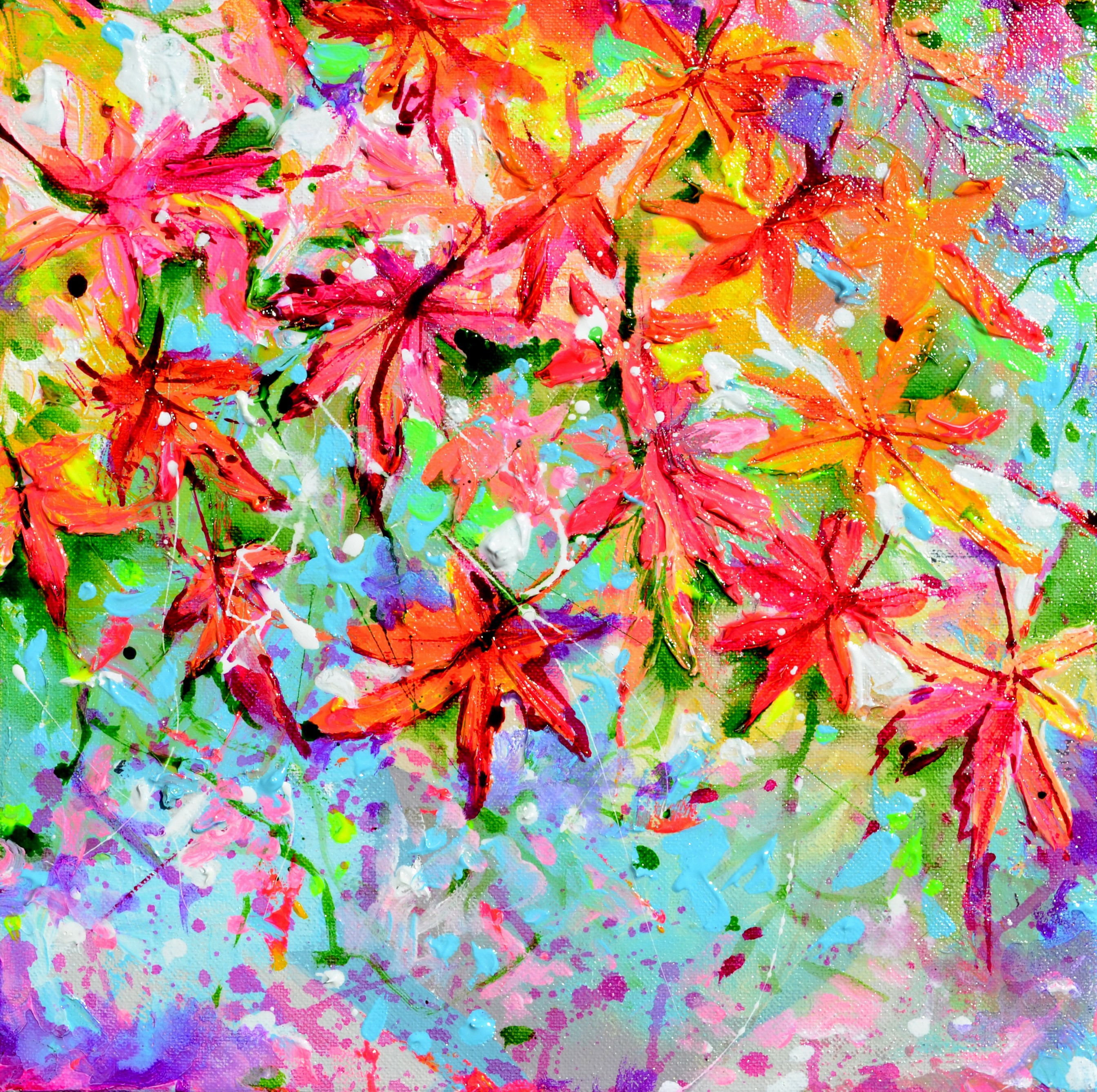 Soos Roxana, Japanese Red Maple Tree Soos Roxana, Japanese Red Maple Tree