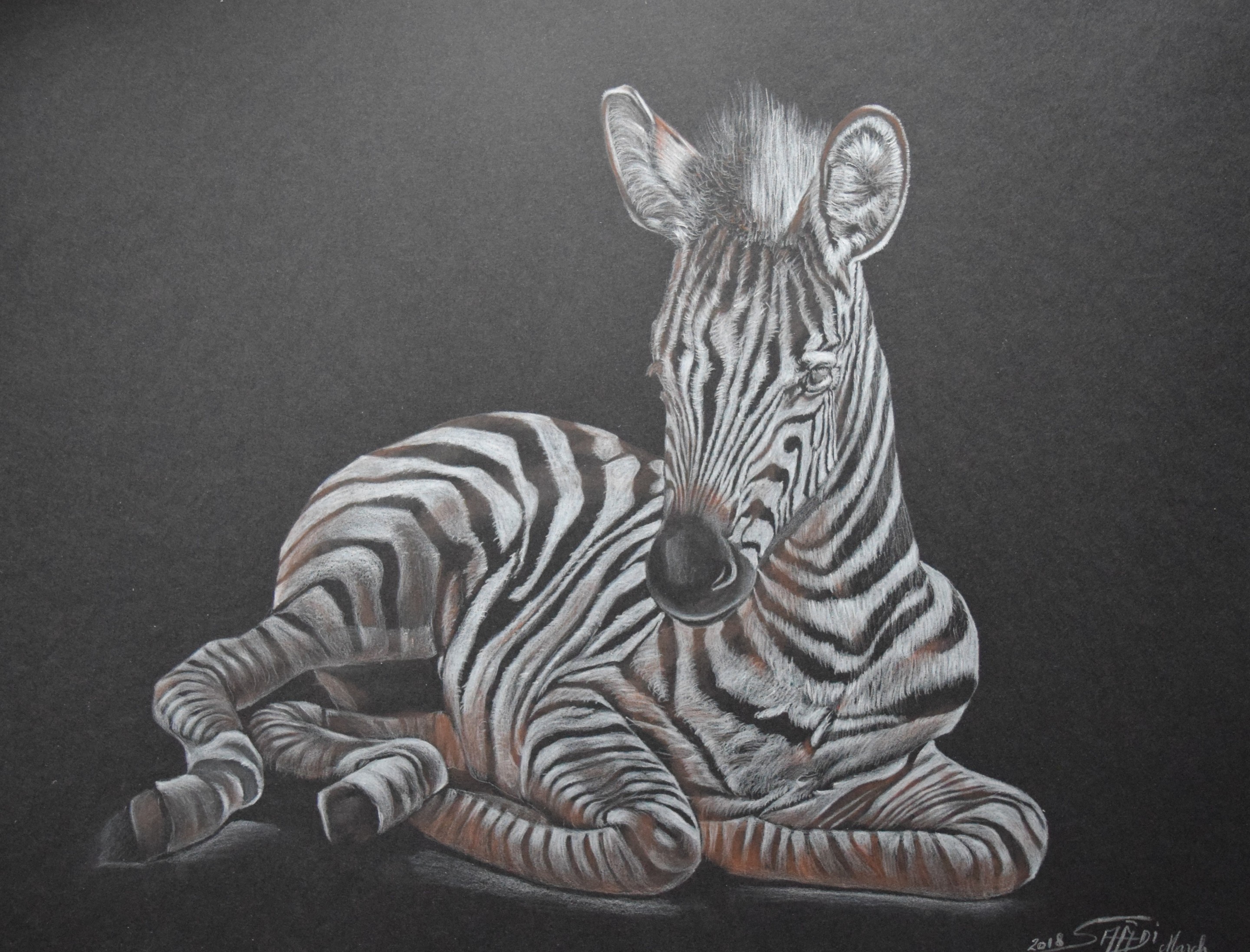 Farid Saâdi, Zebra Farid Saâdi, Zebra