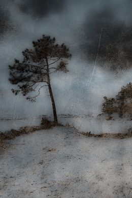 Photography, Arbre de Gatseau - série Paysage de Nature, Dominique Cahier
