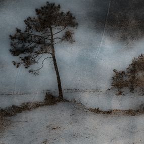 Photography, Arbre de Gatseau - série Paysage de Nature, Dominique Cahier