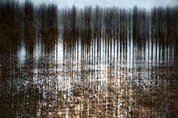 Photography, Sur la route des vacances - série Paysage de forêt, Dominique Cahier