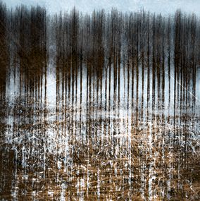 Photography, Sur la route des vacances - série Paysage de forêt, Dominique Cahier