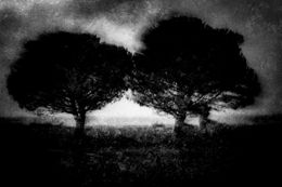 Photography, Arbres d'Oléron - série Paysage de Nature insulaire, Dominique Cahier