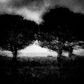 Photography, Arbres d'Oléron - série Paysage de Nature insulaire, Dominique Cahier