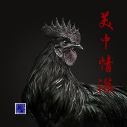 Photographie, Ayam Cemani Rooster Collaboration with Steven C. Rockefeller Jr. (M), Randal Ford