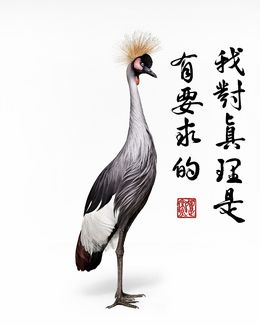 Photographie, African Crane  Collaboration with Steven C. Rockefeller Jr. (M), Randal Ford