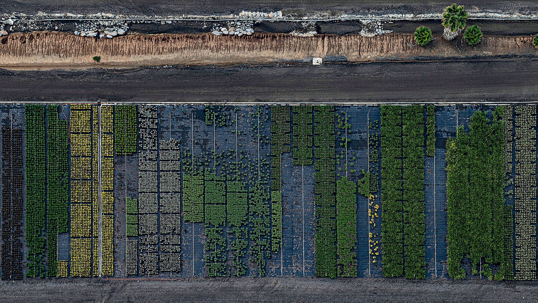 Bernhard Lang, AV_California_Plants_007 Bernhard Lang, AV_California_Plants_007