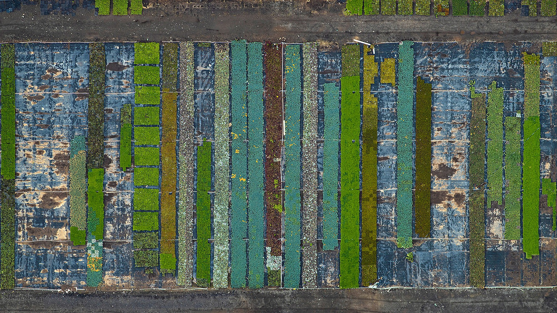 Bernhard Lang, AV_California_Plants_009 Bernhard Lang, AV_California_Plants_009