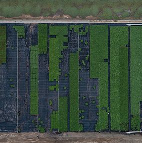 Photography, AV_California_Plants_008, Bernhard Lang