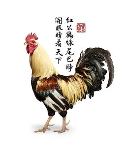 Photographie, Proud Rooster Collaboration with Steven C. Rockefeller Jr. (L), Randal Ford