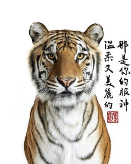 Photography, Bengal Tiger Collaboration with Steven C. Rockefeller Jr. (M), Randal Ford
