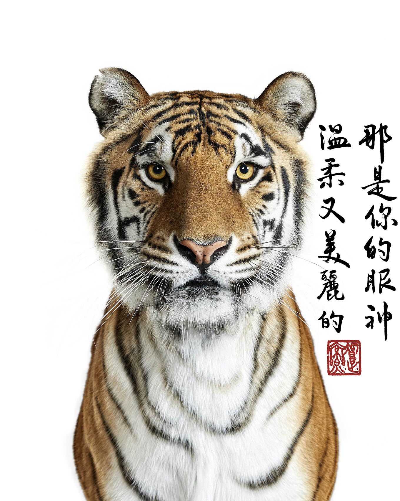 Randal Ford, Bengal Tiger Collaboration with Steven C. Rockefeller Jr. (L) Randal Ford, Bengal Tiger Collaboration with Steven C. Rockefeller Jr. (L)