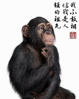 Photographie, Contemplative Chimpanzee Collaboration with Steven C. Rockefeller Jr. (L), Randal Ford