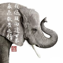 Photographie, African Elephant Collaboration with Steven C. Rockefeller Jr. (M), Randal Ford