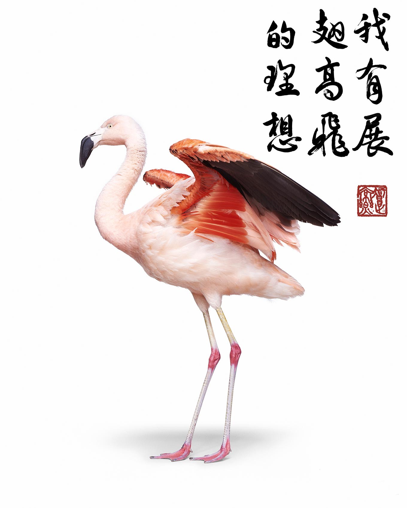 Randal Ford, Flamingo Take Flight Collaboration with Steven C. Rockefeller Jr. (M) Randal Ford, Flamingo Take Flight Collaboration with Steven C. Rockefeller Jr. (M)