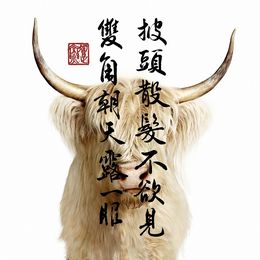 Photographie, Blonde Highland Cow Collaboration with Steven C. Rockefeller Jr. (M), Randal Ford