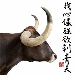 Photographie, Longhorn Profile Collaboration with Steven C. Rockefeller Jr. (M), Randal Ford