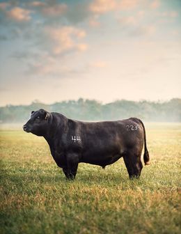 Photographie, True Bull at Dawn (M), Randal Ford