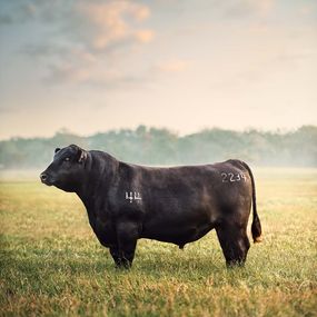 Photographie, True Bull at Dawn (M), Randal Ford