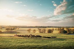 Photographie, Driving the Herd (M), Randal Ford