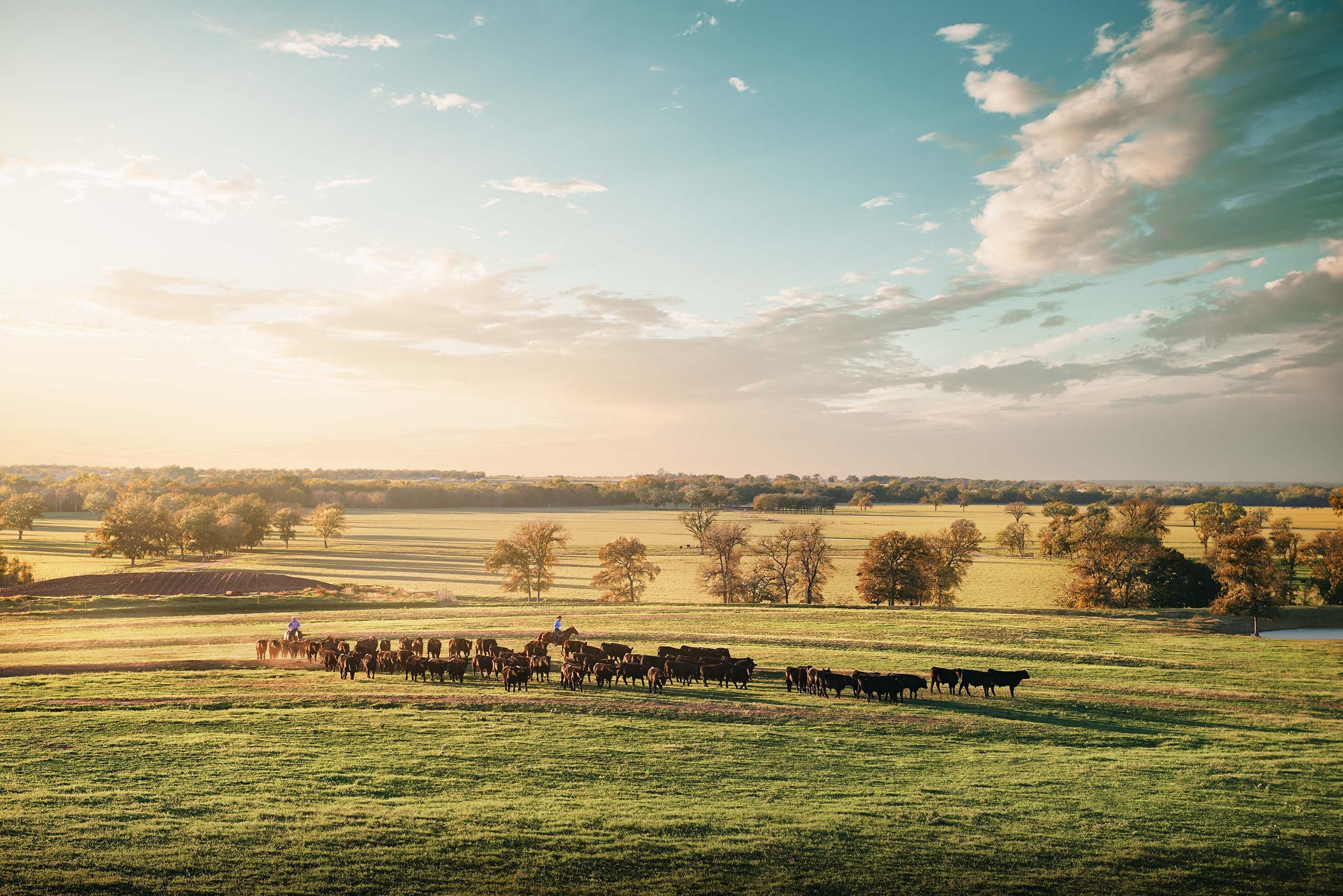 Randal Ford, Driving the Herd (M) Randal Ford, Driving the Herd (M)