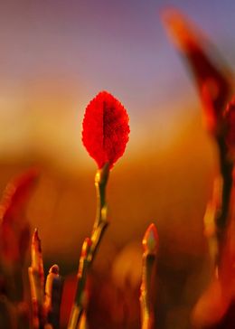 Photographie, True to Oneself, Marek Pindroch