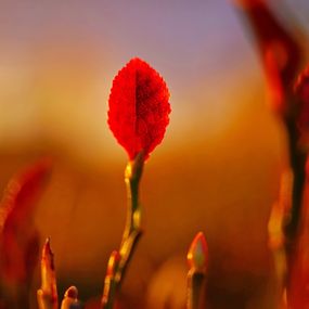 Fotografien, True to Oneself, Marek Pindroch