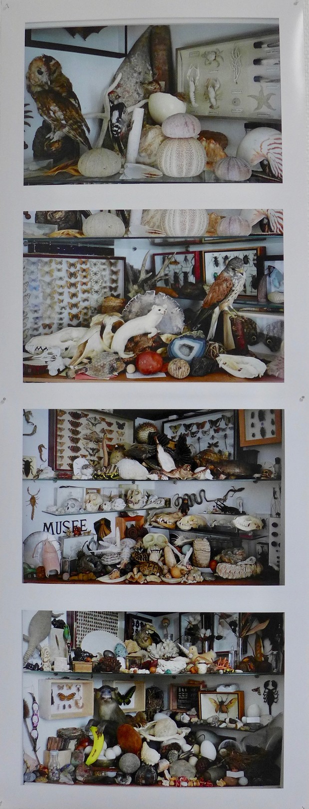 Thierry Robert, Mon musée de curiosités Thierry Robert, Mon musée de curiosités