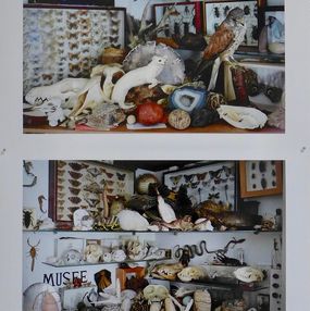 Photography, Mon musée de curiosités, Thierry Robert