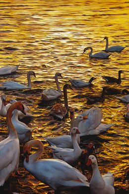 Gemälde, Golden Hours (Oiseaux), Christophe Drochon